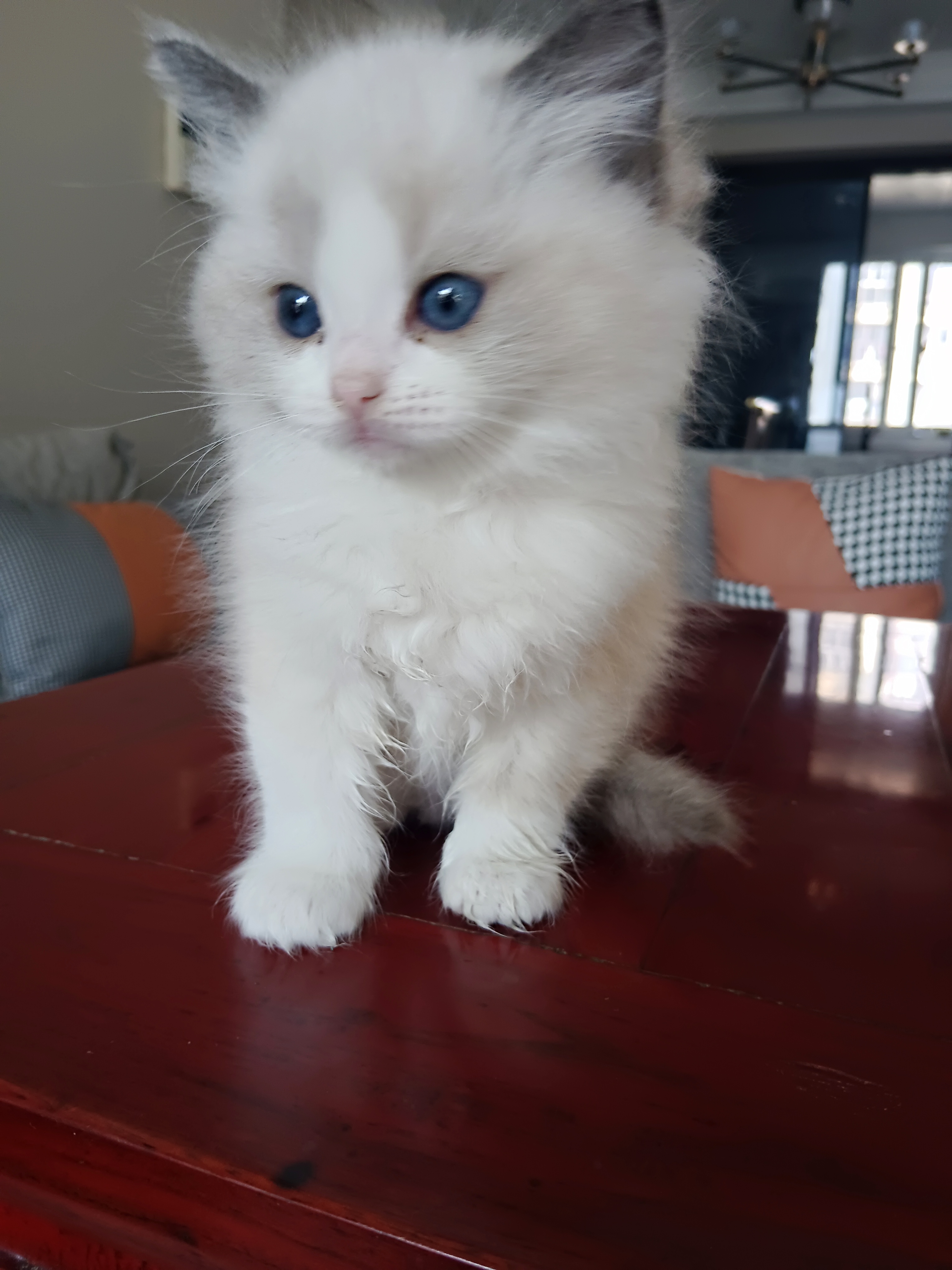 布偶猫，可爱，萌萌的，象小仙女一样可爱，